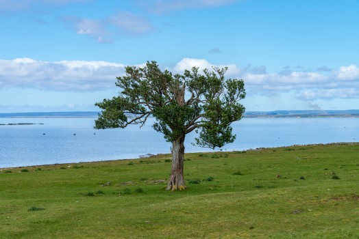 Chatham Island akeakea tree