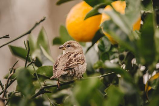 Sparrow in Lemon Tree