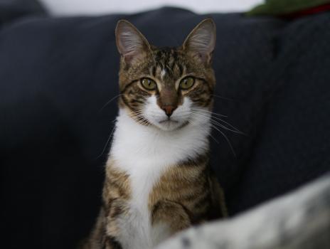 Cat Merlin with long whiskers portrait bokeh