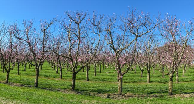 Orchard, Hawke's Bay