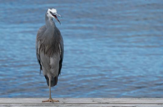 The Laughing  White Faced Heron