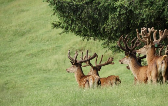 Red Deer stags