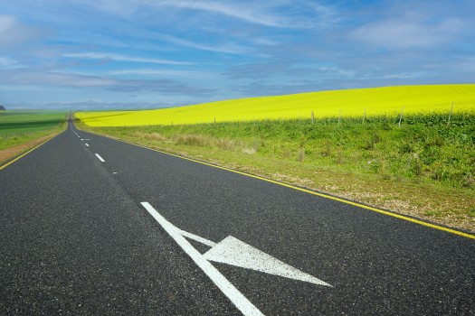 Long road running through a yellow field