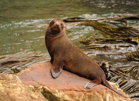 New Zealand fur seal, Auckland Is