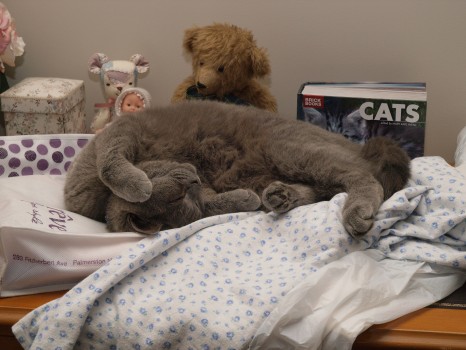 Cat Asleep in a Cozy Spot