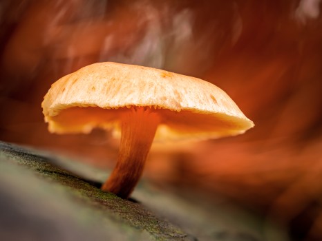Orange Mushroom Autumn Tones