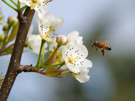 Honey Bee on Pear Blossom