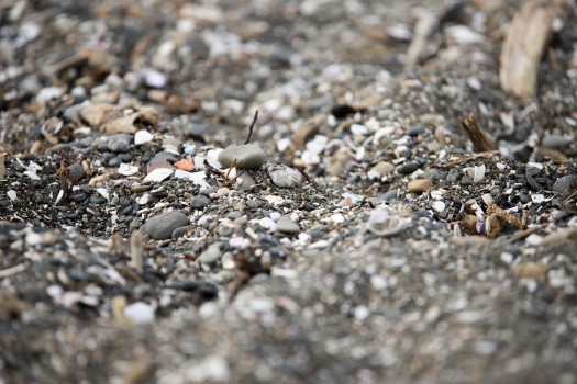 Pebbles and gravel on the beach