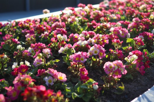 Primrose flower bed