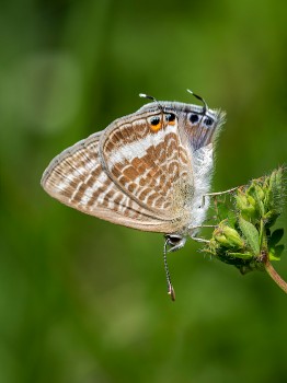 Long-tailed Blue Butterfly Underside