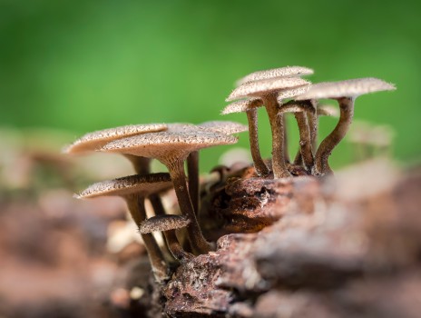 Spring Polypore Mushroom