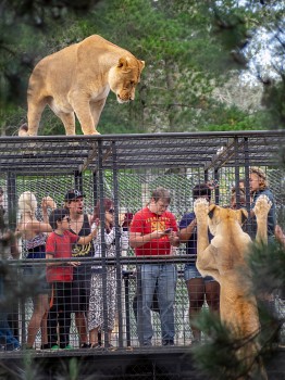 People Wildlife Cage Lions