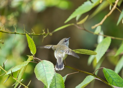 Tiny riroriro flying