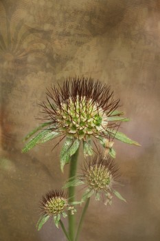 Composite photo of flowers