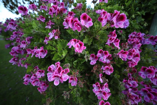 Pelargonium flower plant