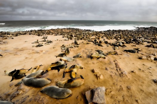 Seals on the Atlantic Ocean Namibian Coast