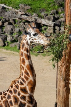 Giraffe's lunchtime, Auckland ZOO