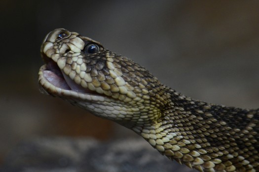 Snake, Sydney Zoo