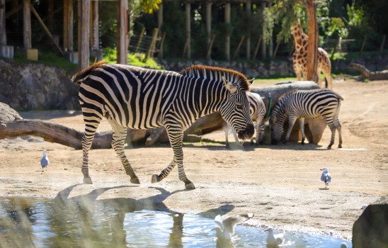 Zebra walking by the water, Auckland ZOO