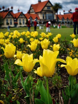 Yellow Tulips at Government Gardens