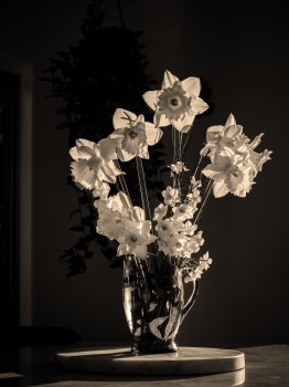 Daffodils Vase Mono Black White
