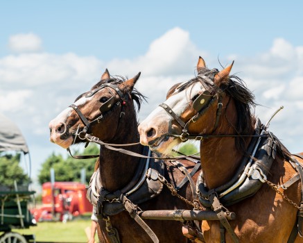 Clydsdales