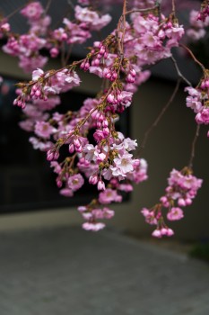 Spring  blossom Queenstown