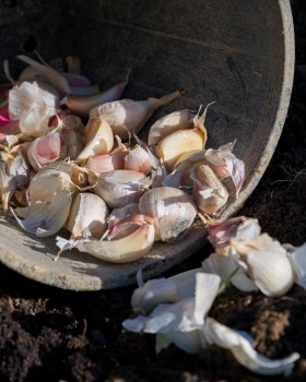 Garlic bulbs ready for planting