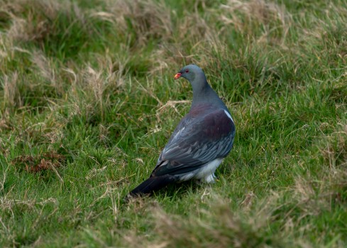 Parea - Chatham Island pigeon - back