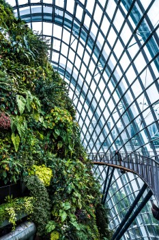 The Cloud Forest, Gardens by the Bay