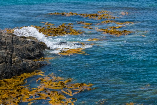Kelp rocks sea