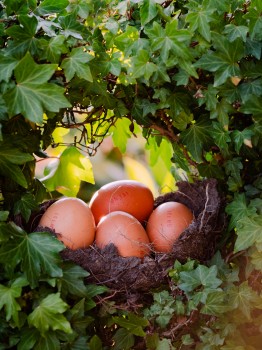 Egg Nest Family Isolation Lockdown Creative