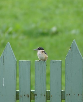 Kingfisher -Kotare sitting on the fence