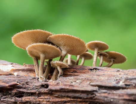 Spring Polypore Mushroom Lentinus Arcularius