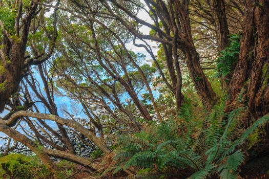 Rata Forest, Auckland Island
