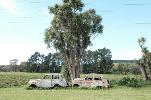 Rusted old cars under a New Zealand cabbage tree tī kōuka
