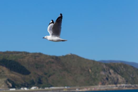 Seagull flying off