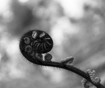 Black and white fern frond