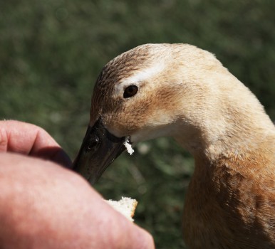 Duck eating out of a hand