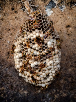Asian Paper Wasp Nest