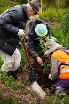 Volunteers planting native tree