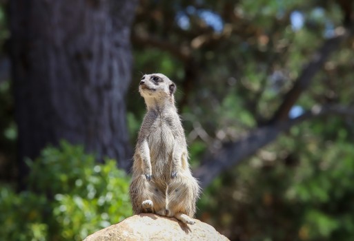 The thinking meerkat
