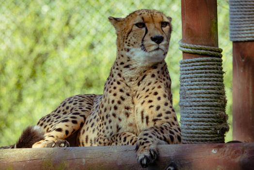 A cheetah chilling on a platform