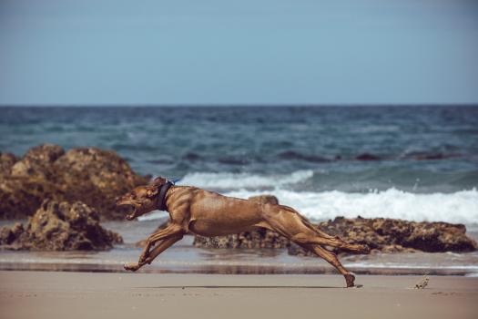 Stretched out running dog on the beach