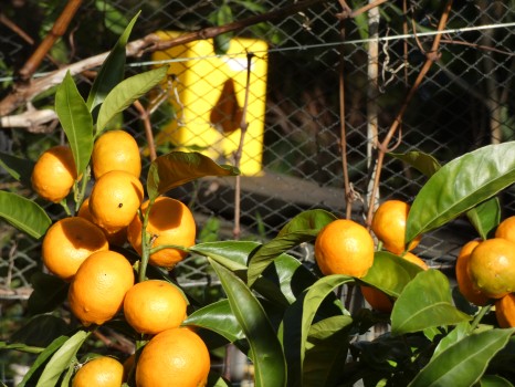 Mandarin harvest