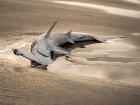 Hammerhead Shark Dead Beach