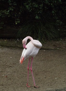 Flamingo at the zoo