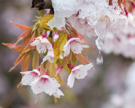 Melting snow on cherry blossom