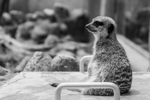 Meercat time out 