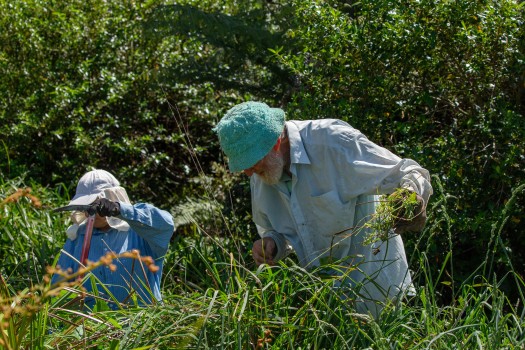 Volunteers removing invasive weeds
